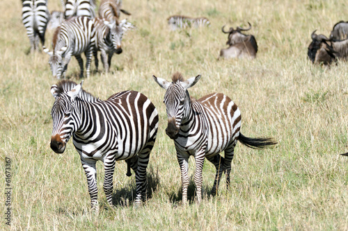 A zebra couple in the herd