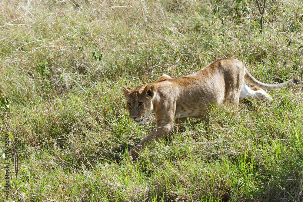 A lion cub walking in the Savanna grassland A lion cub walking in the Savanna grassland