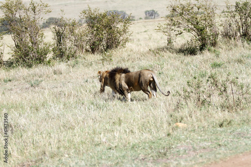 A lion in Savanna, Masai Mara © Dr Ajay Kumar Singh