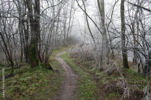 Footpath through frosty trees