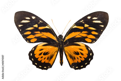 Butterfly Tithorea harmonia