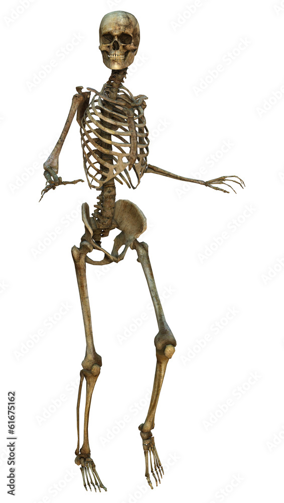 Human Skeleton Human Skeleton