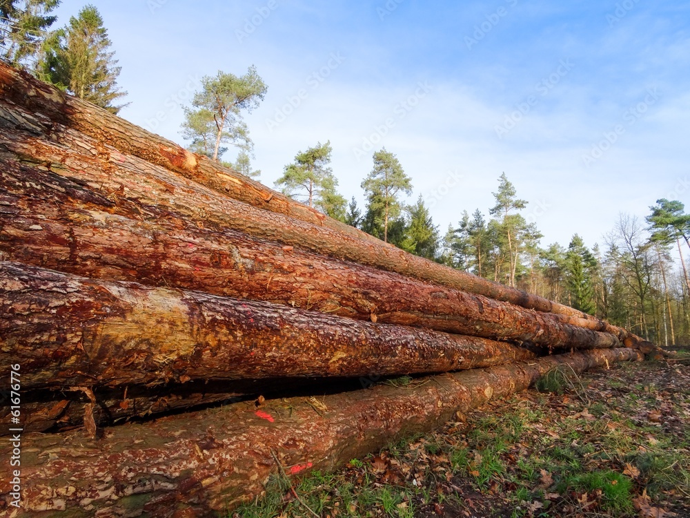 Waldrodung, Holzindustrie