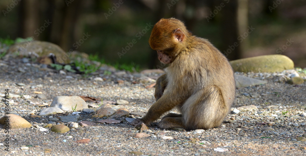 Fototapeta premium Macaca sylvanus