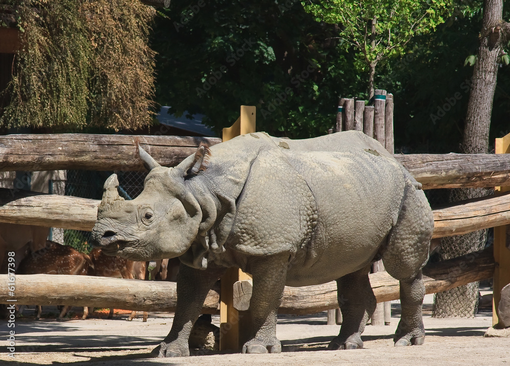 Rhinoceros in the world's oldest zoo. Vienna, Austria