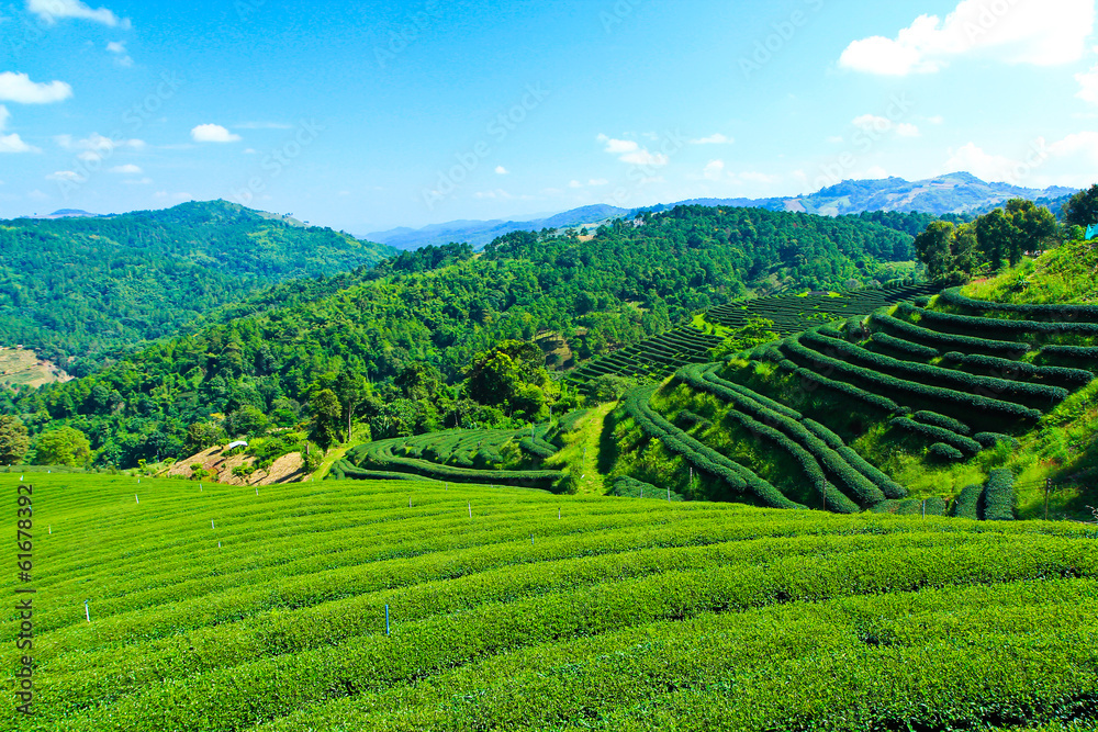 Tea plantation in the north of Thailand
