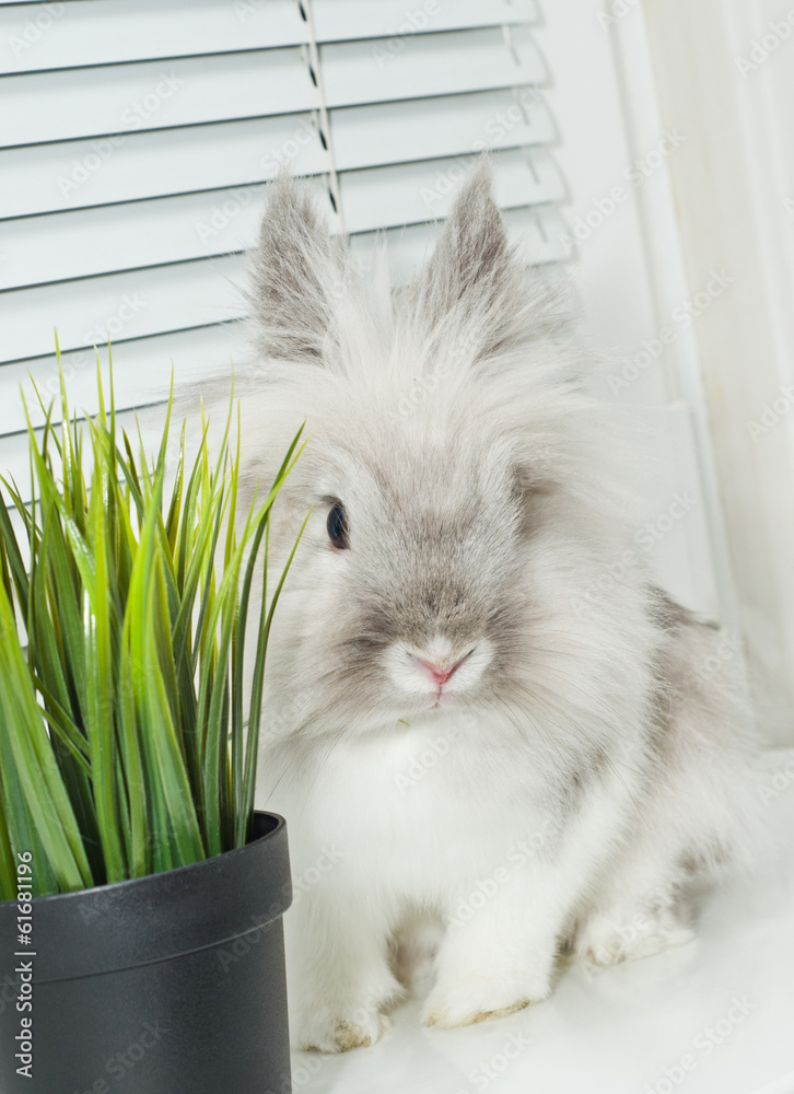 Obraz premium Rabbit