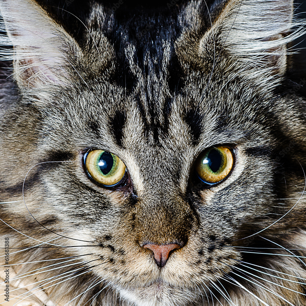Gatto Maine Coon Gatto Maine Coon