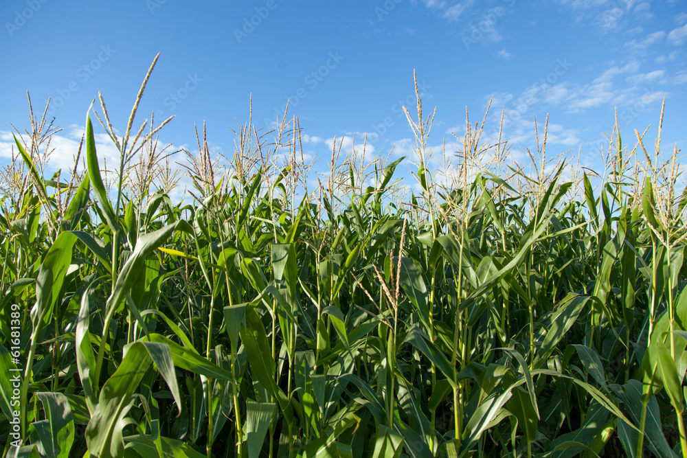 Maisfeld und blauer Himmel Maisfeld und blauer Himmel
