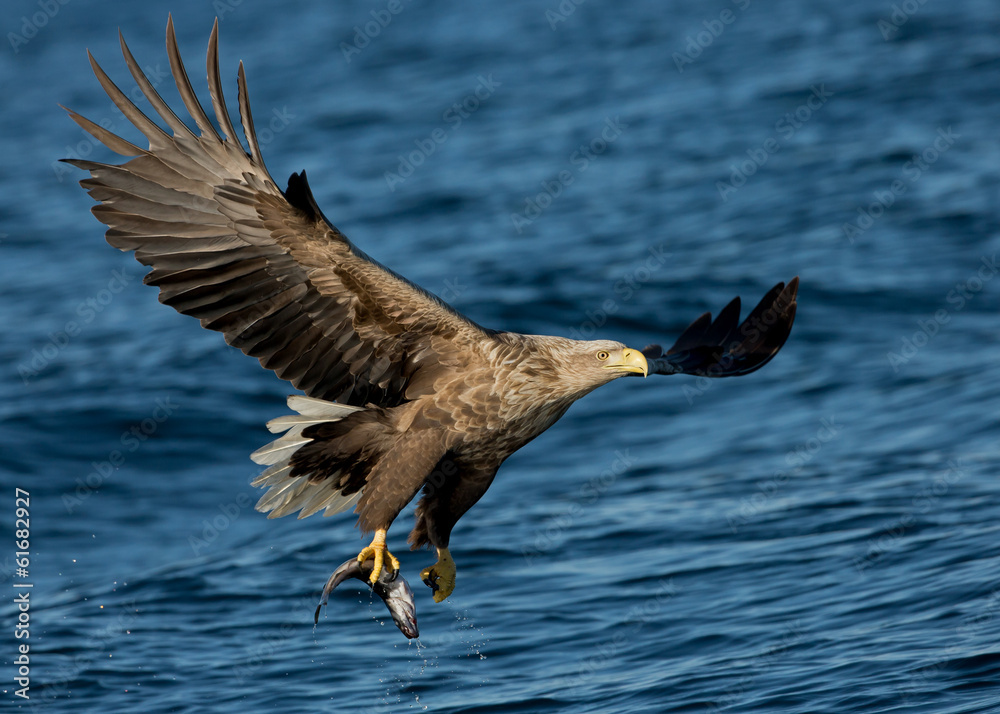 Obraz premium White tailed Eagle (Haliaeetus albicilla) in flight