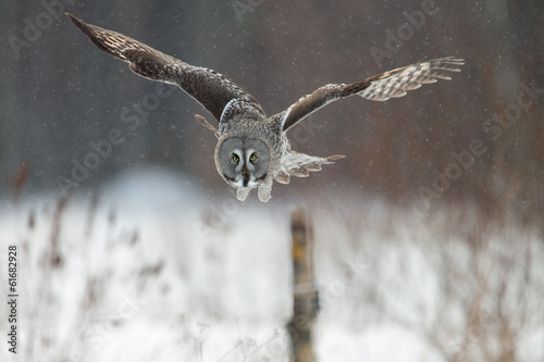 Foto Great Grey Owl (Strix nebulosa) hunting in the falling snow