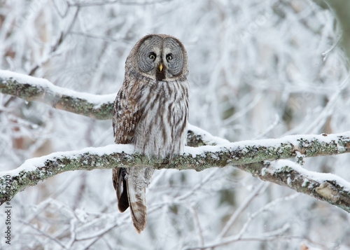 Samolepka Great Grey Owl (Strix nebulosa) perched in a tree