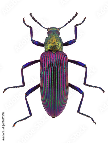 beautiful beetle Strongylium cupripenne from Madagascar