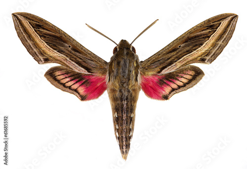 Hippotion celerio (Vine Hawk-Moth or Silver-striped Hawk-Moth) photo