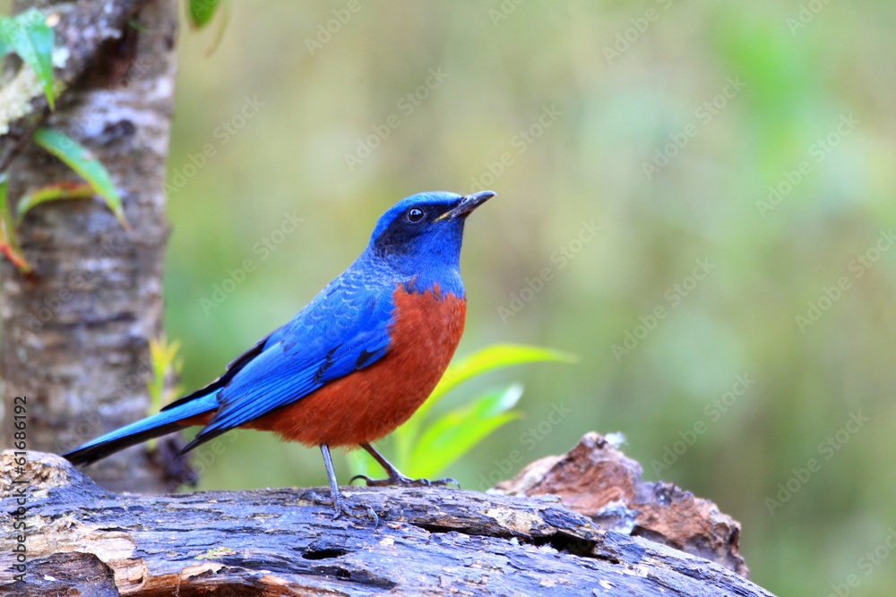 Chestnut-bellied Rock Thrush (Monticola rufiventris) Chestnut-bellied Rock Thrush (Monticola rufiventris)
