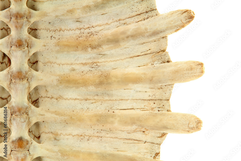 Obraz premium Turtle shell