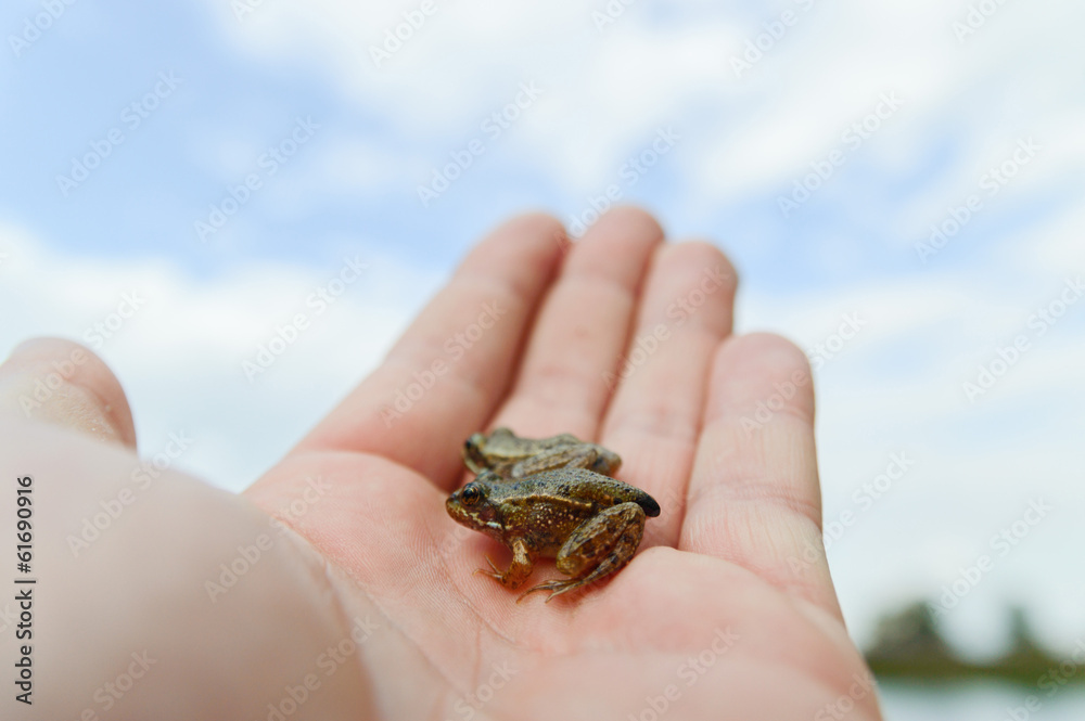 frog