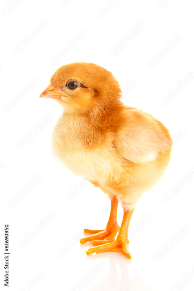 Fototapeta premium little chicken, isolated