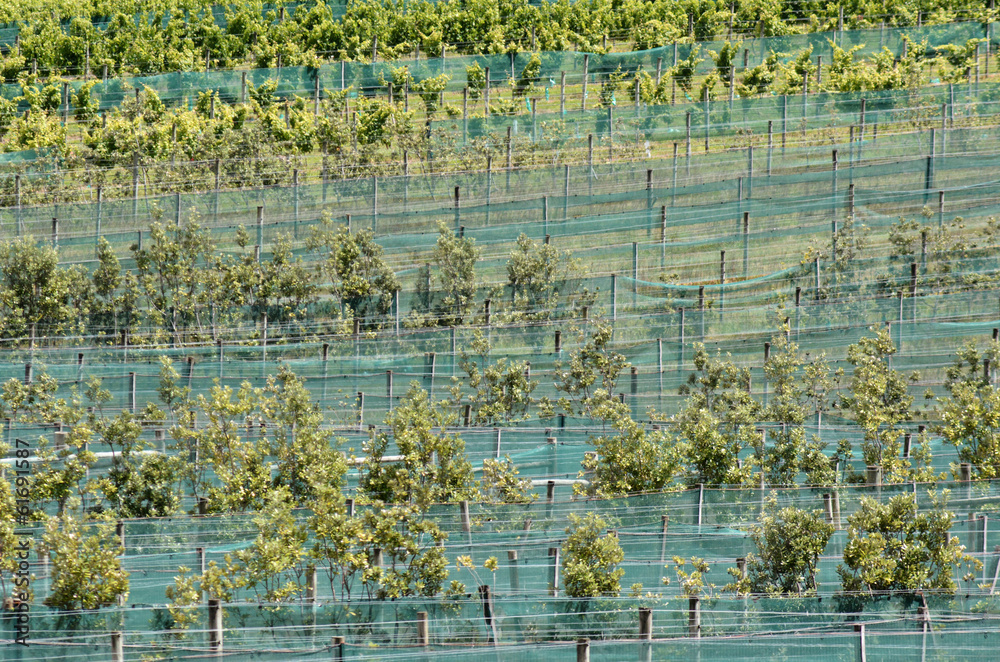 Fototapeta premium Feijoa orchard