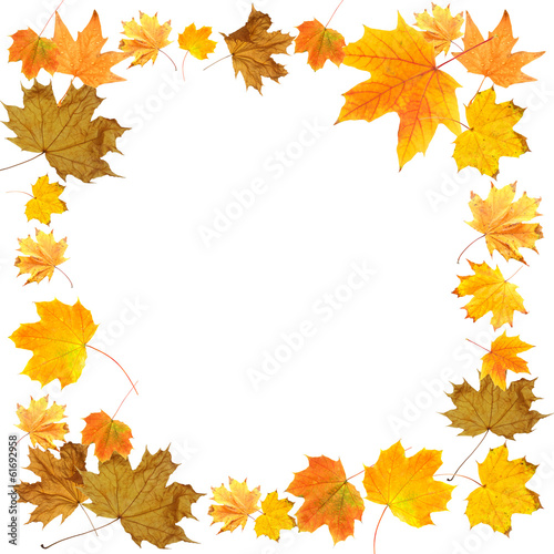 Beautiful colored autumn leaves isolated on white