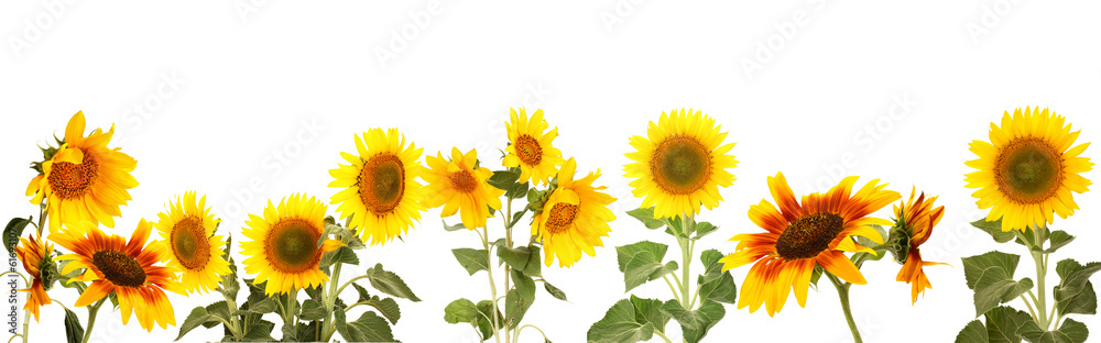 Sunflowers isolated on white