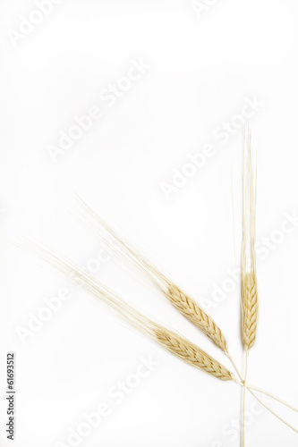 Wheat ears