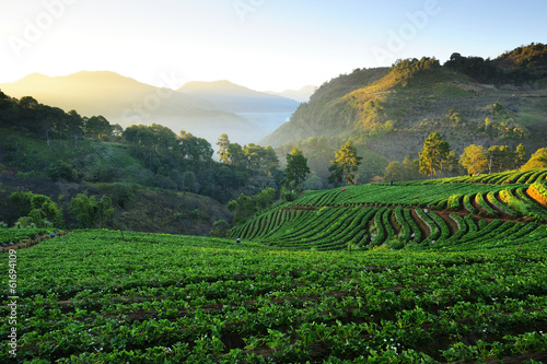 Strawberry Field