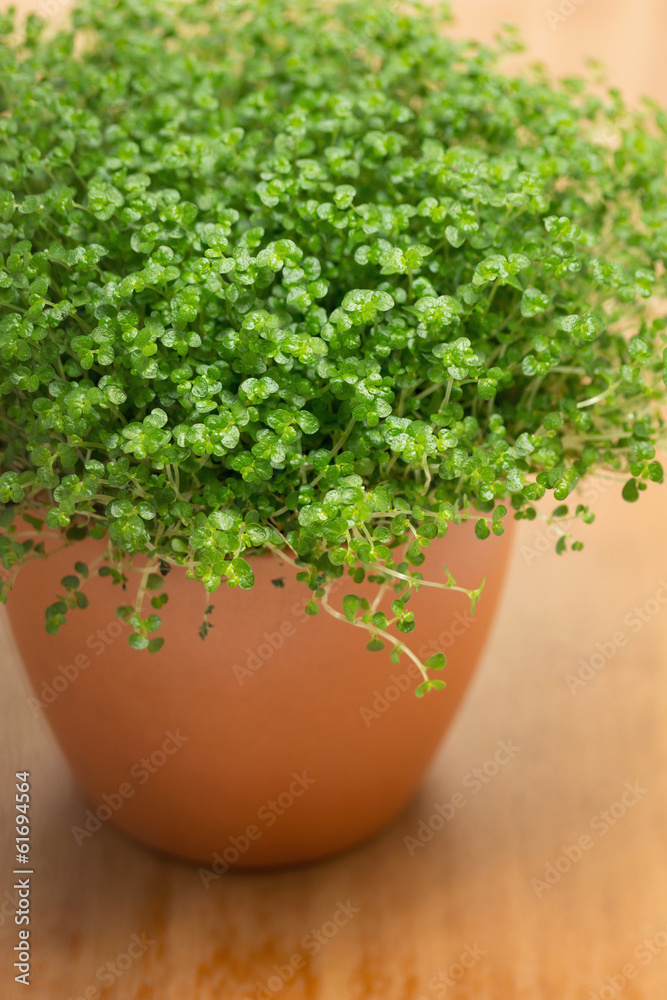 Soleirolia soleirolii or Baby's Tears plant in pot.