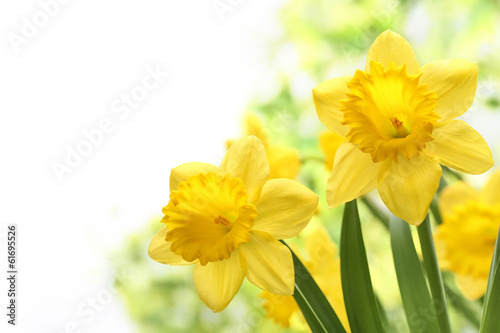 Fototapeta Naklejka Na Ścianę i Meble -  Daffodil flowers