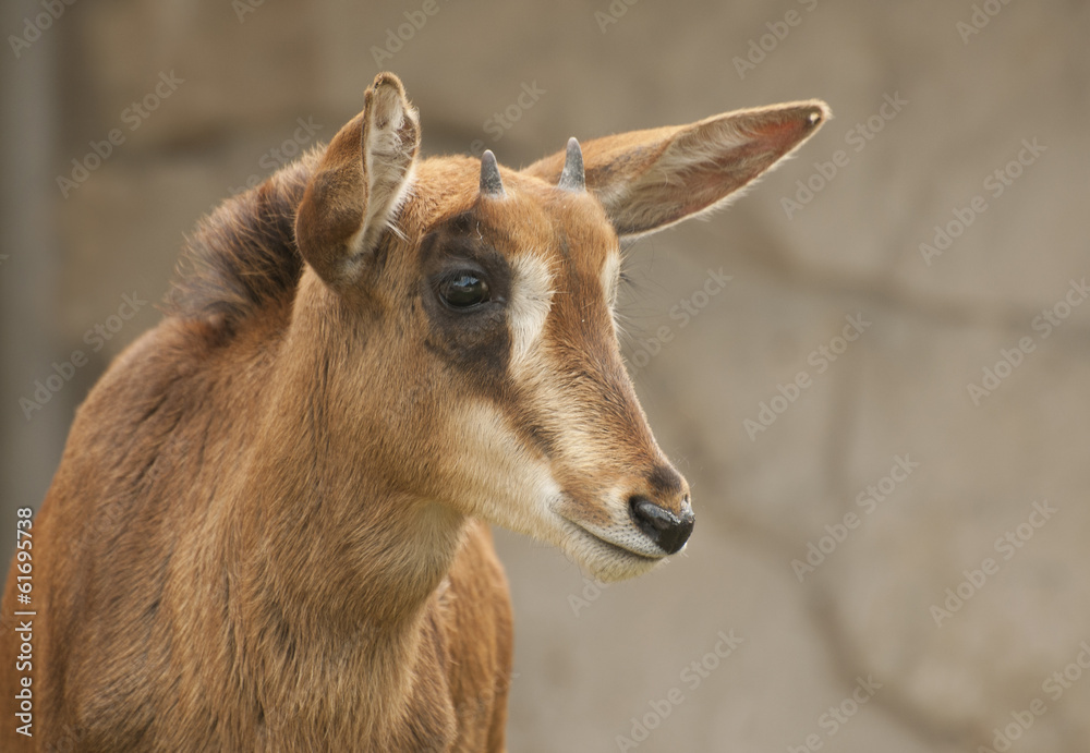 Sable antelope Sable antelope