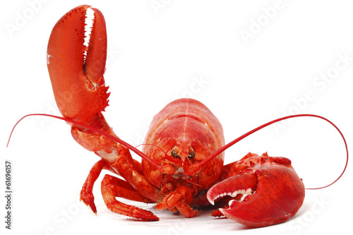 Vászonkép Hello lobster