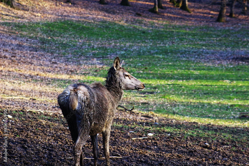 Fototapeta premium deer in forest