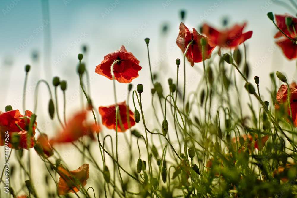 Obraz premium Mohnblumen auf Sommerwiese