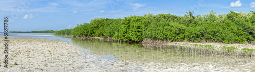 Mangrove lagoon panoramic