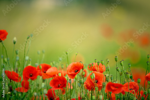 Fototapeta Naklejka Na Ścianę i Meble -  Mohnblumen auf Sommerwiese