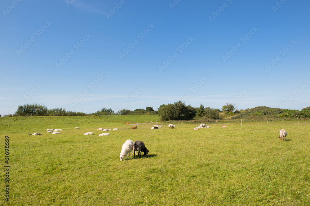 Sheep in meadows on wadden island
