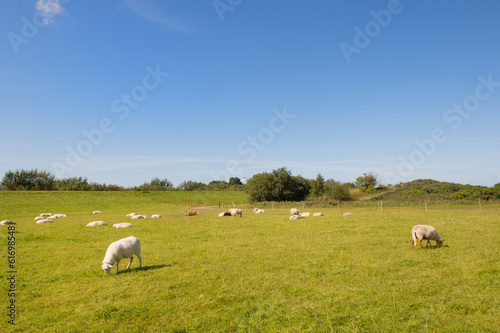 Sheep in meadows on wadden island