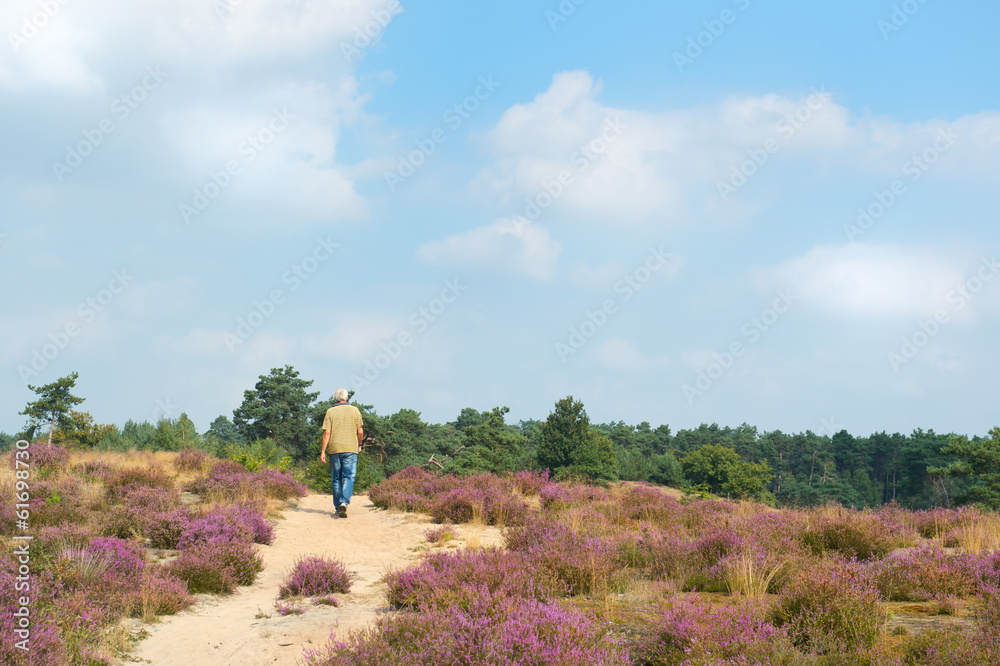 Man walking in heather fields Man walking in heather fields
