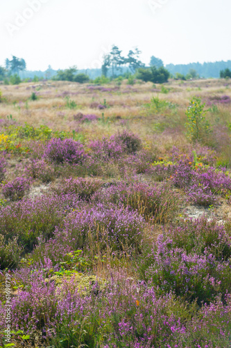 Field with purple heather
