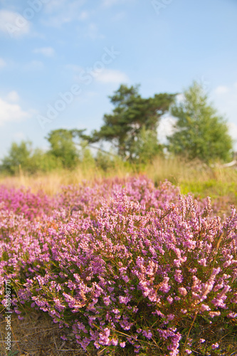 Blooming heather field