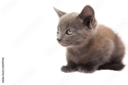 Cute grey kitten sitting