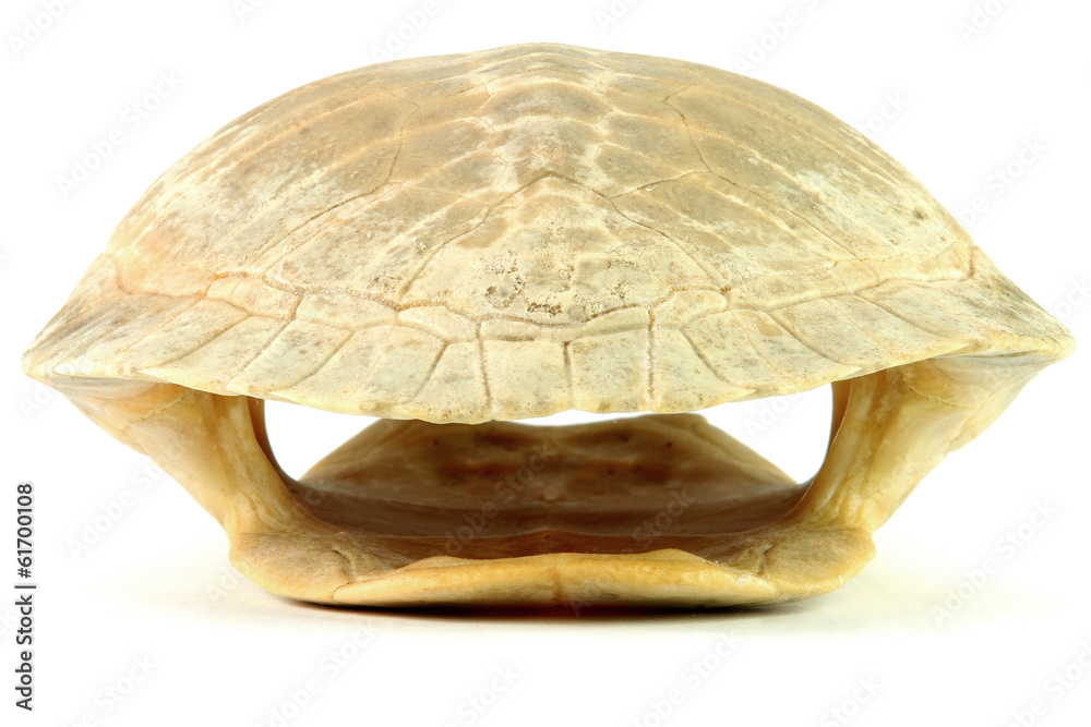 Obraz premium Turtle shell