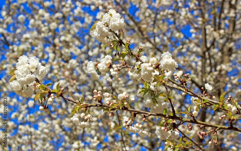 fleurs blanches de cerisiers entremêlées, mois d'avril printemps fleurs blanches de cerisiers entremêlées, mois d'avril printemps