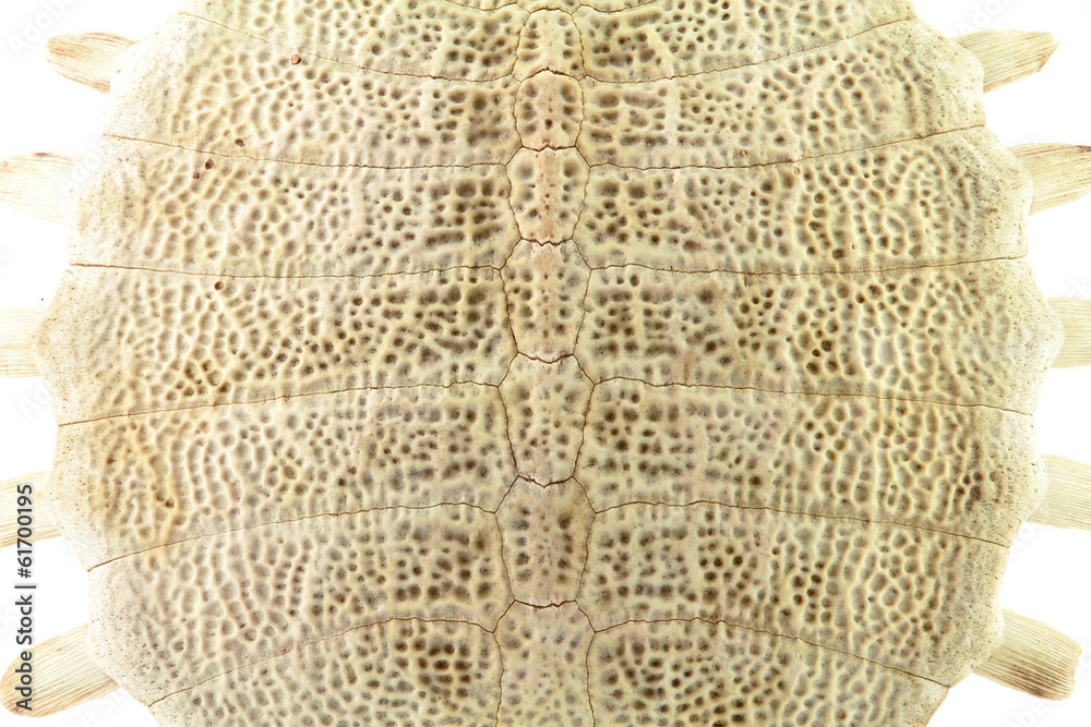 Obraz premium Turtle shell