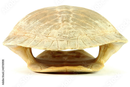 Turtle shell