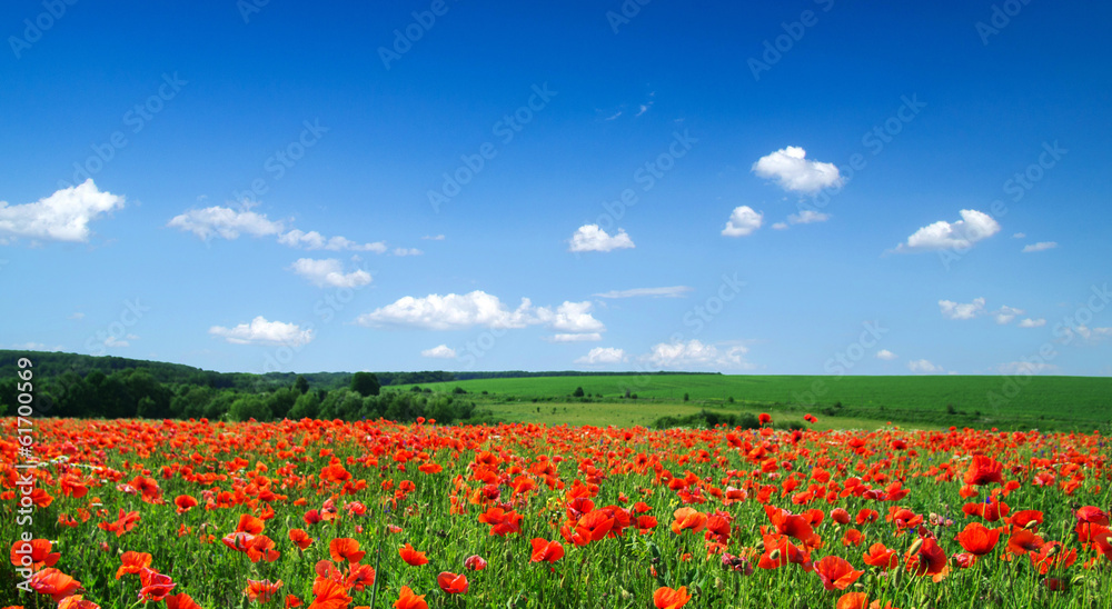 poppy flowers