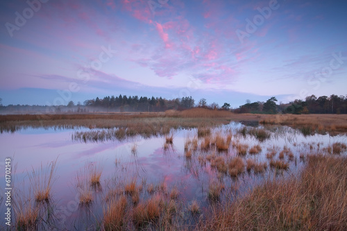 pink autumn sunrise over forest swamp