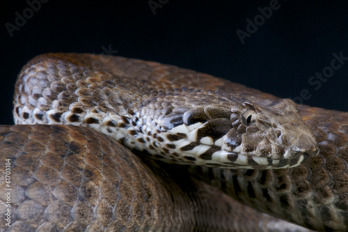 Death adder / Acanthopis antarticus photo