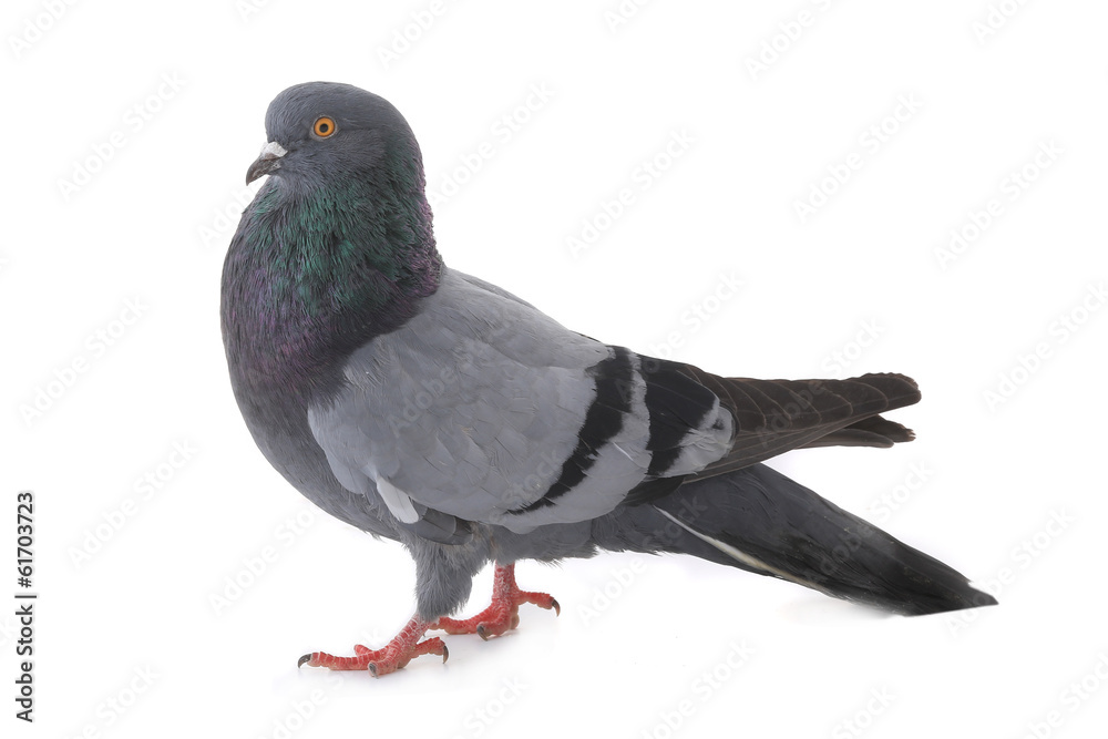 Fototapeta premium dove
