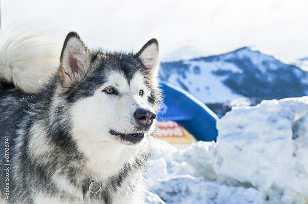 Alaskan malamute Alaskan malamute